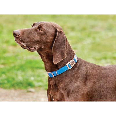 Weatherbeeta Elegance Dog Collar