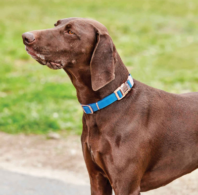 Dog Collars + Leads