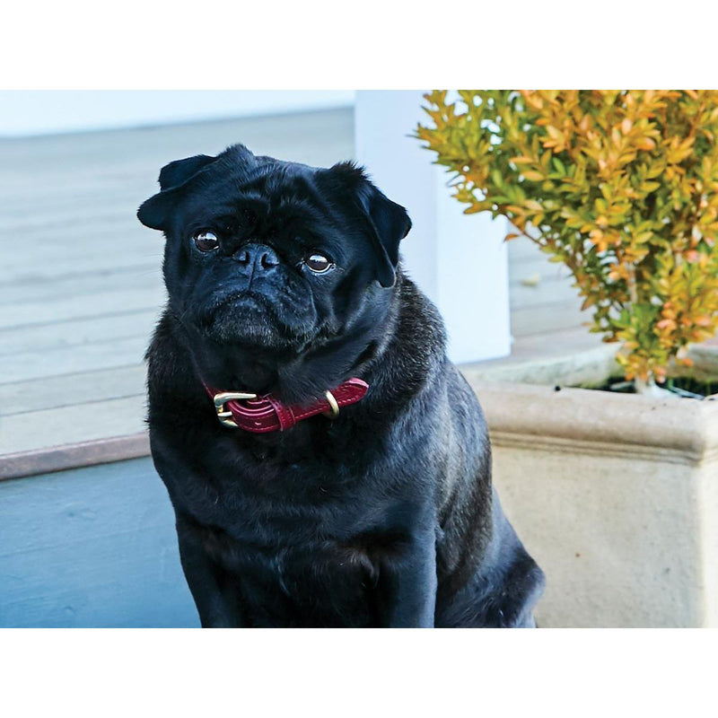 WeatherBeeta Rolled Leather Dog Collar