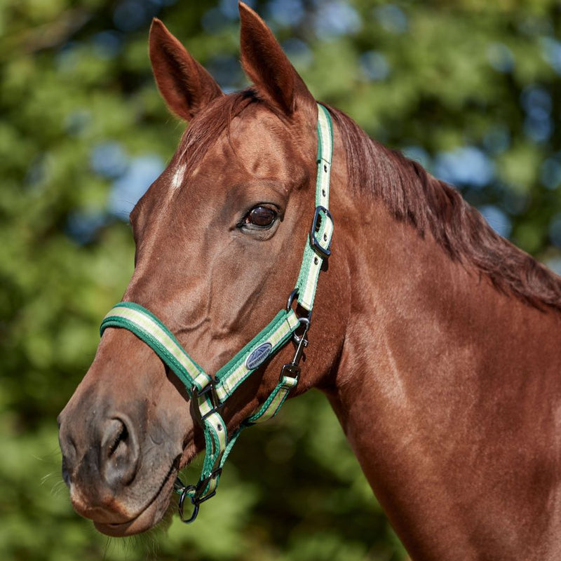 WeatherBeeta Coordinate Headcollar