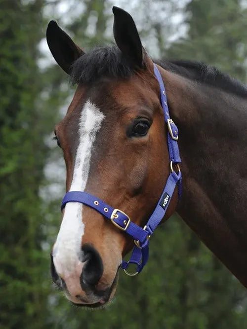 Saxon Nylon Brass Buckle Headcollar