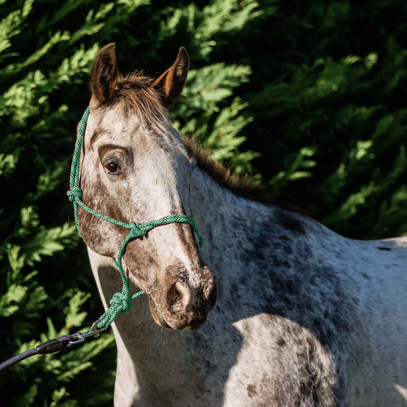 Flair Multi Fleck Rope Halter