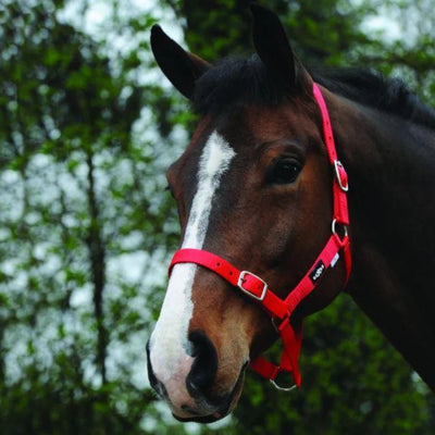 Saxon Economy Headcollar