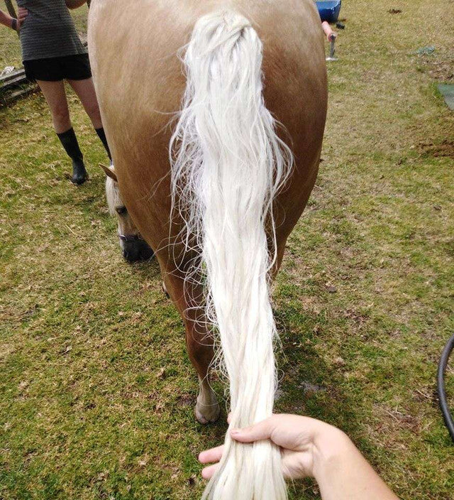 Bee Kind - Showhite Shampoo - Toning Bar For Horses