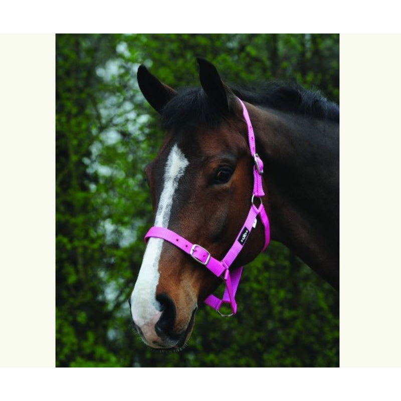 Saxon Economy Headcollar
