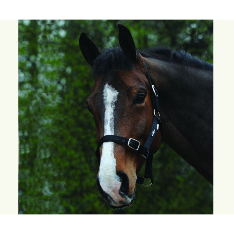 Saxon Economy Headcollar