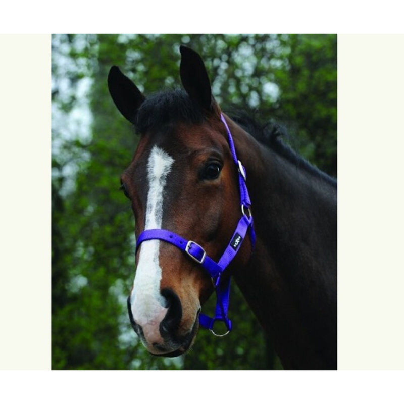 Saxon Economy Headcollar