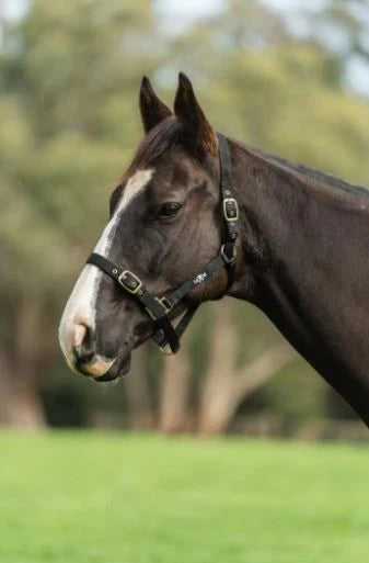 Saxon Nylon Brass Buckle Headcollar