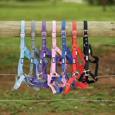 Saxon Nylon Brass Buckle Headcollar