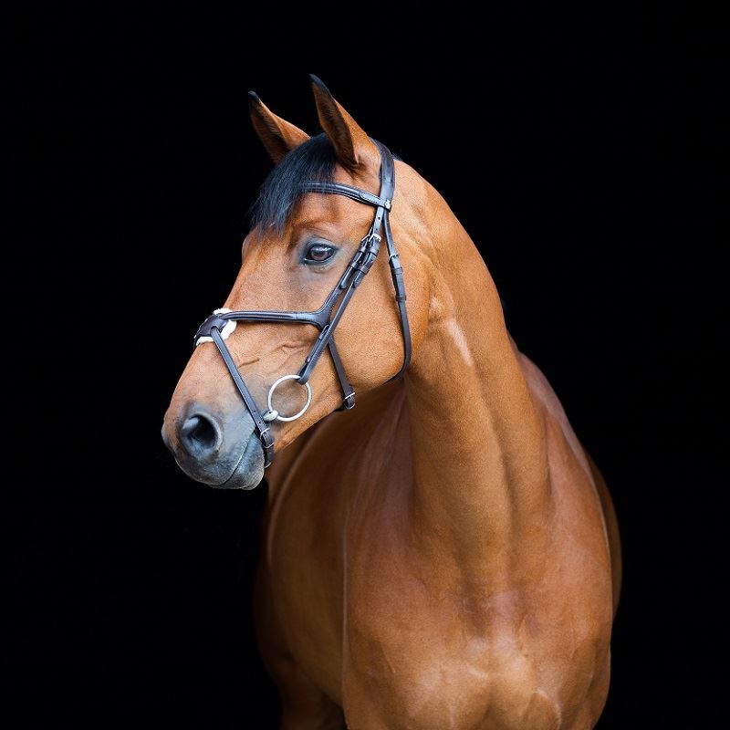 Horze Prescott Grackle Noseband Bridle