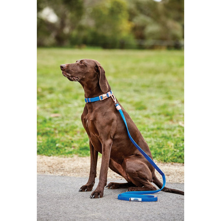Weatherbeeta Elegance Hundehalsband Rot XS - Teflon-beschichtet, Wasserdicht, Schmutzabweisend, Mit Tri-Glide-Schnalle