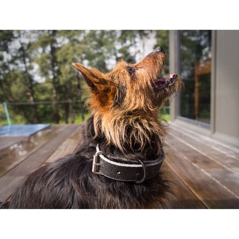 Easts Leather Dog Collar Heavy Duty 38mm