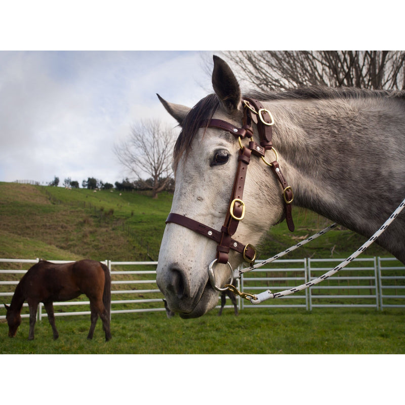 Easts Latigo Leather Double Head Station Bridle with Noseband with Brass Fittings