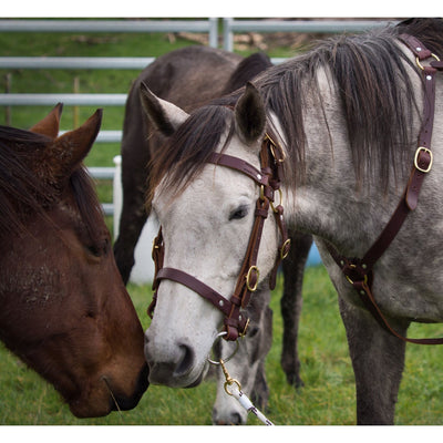 Easts Latigo Leather Double Head Station Bridle with Noseband with Brass Fittings