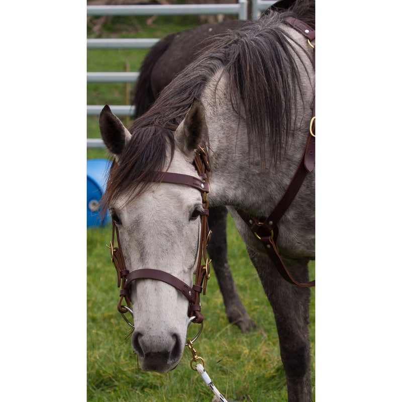 Easts Latigo Leather Double Head Station Bridle with Noseband with Brass Fittings