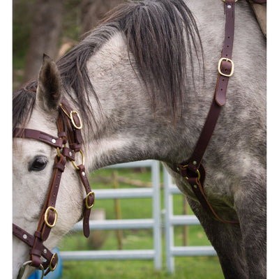 Easts Latigo Leather Breastplate Martingale Brass Fittings 32mm