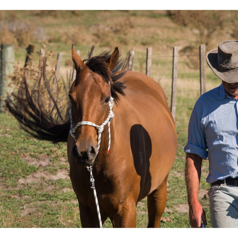 Heavy Duty Rope Halter Full