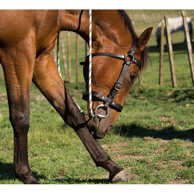 Easts Leather Standard Station Bridle with Noseband