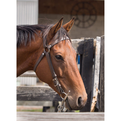 Easts Leather Double Stitched Leather Station Bridle