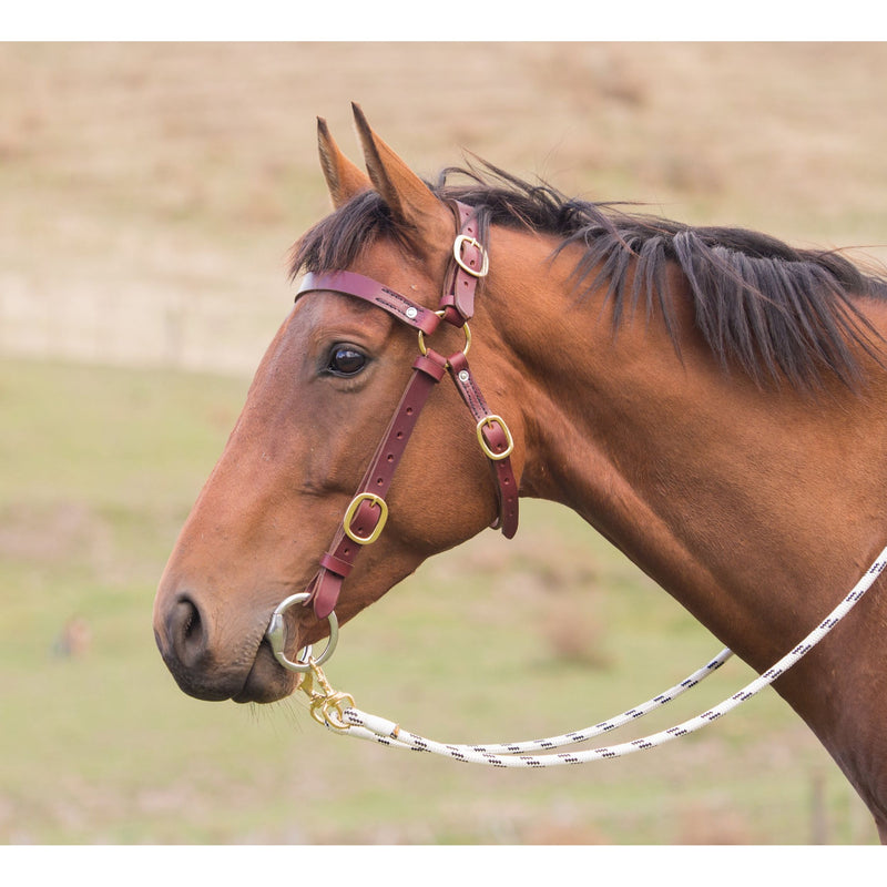 Easts Latigo Leather Double Stitched Station Bridle with Brass Fittings