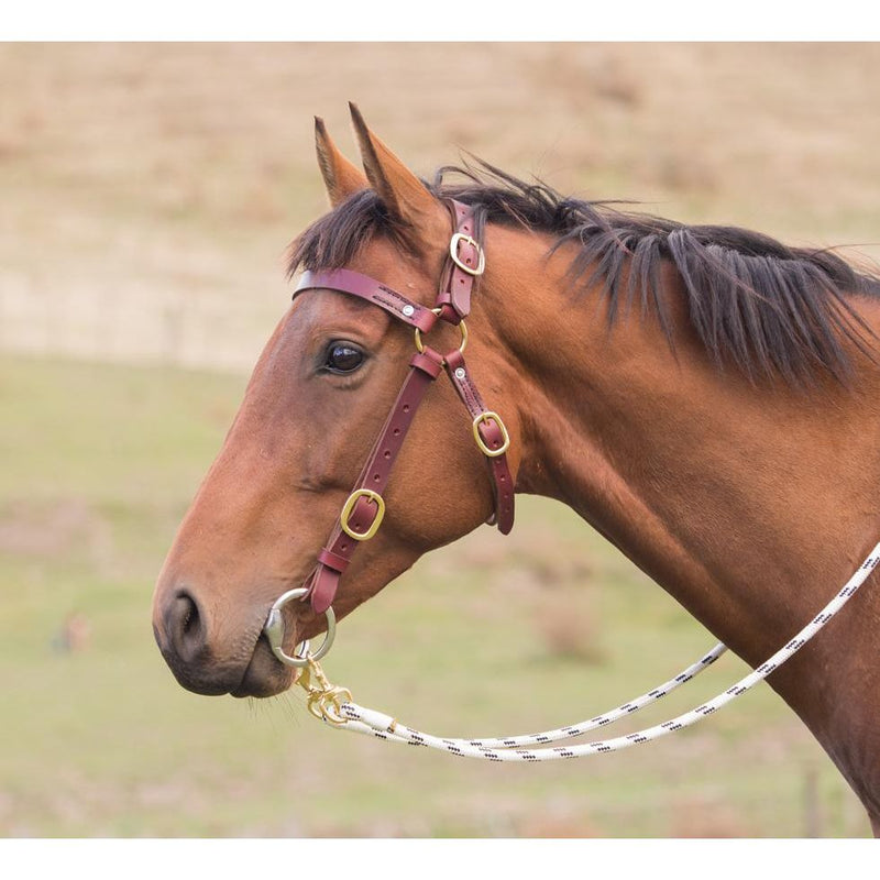 Easts Latigo Leather Standard Station Bridle with Brass Fittings