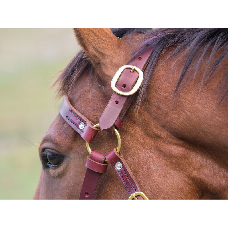Easts Latigo Leather Double Stitched Station Bridle with Brass Fittings